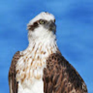 margaretobrien avatar