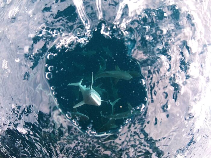 When Swimming With Galapagos And Sandbar Sharks, I Stuck Part Of My Camera Halfway In And Halfway Out Of The Water. One Of The Sharks Shot Up Towards Me Because It Thought My Camera Was Food