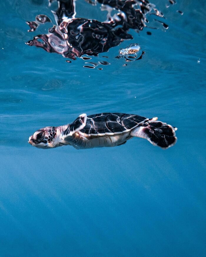 Baby Sea Turtle!