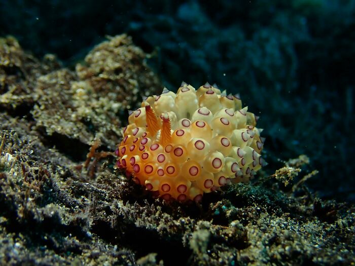 Janoluse Nudy Branch