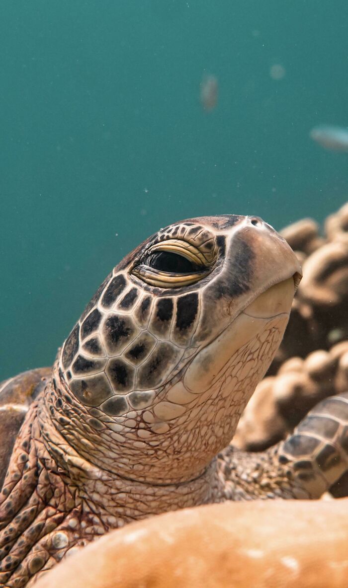 Took A Picture Of This Beautiful Turtle While Diving In Maldives