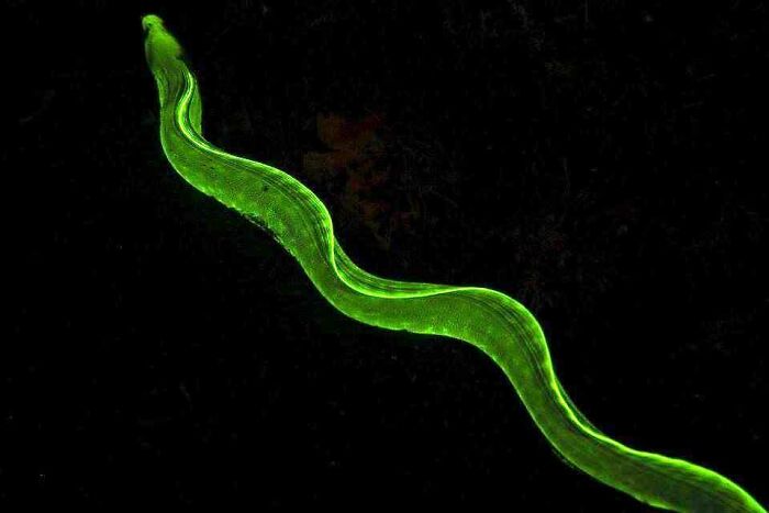 I Had Forgotten Moray Eels Were UV Reactive When I Took This