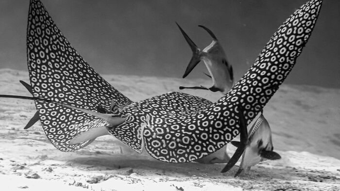 Spotted Eagle Ray, Feeding On The Sand. Cozumel Mx December 2020