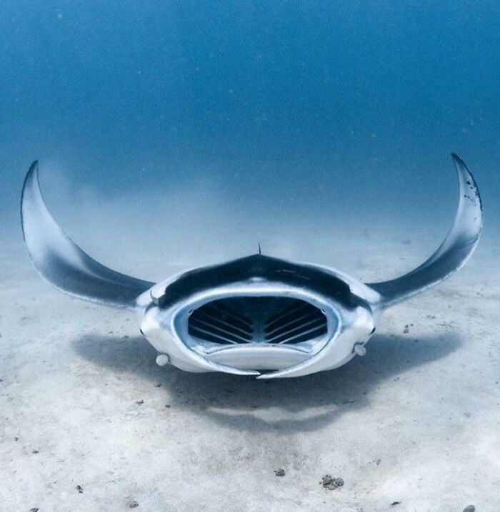 Beautiful Manta In The Caribbean! Follow My Adventures/ Instagram @coolmanco