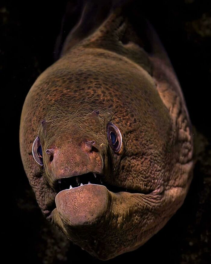 Giant Moray, Maldives