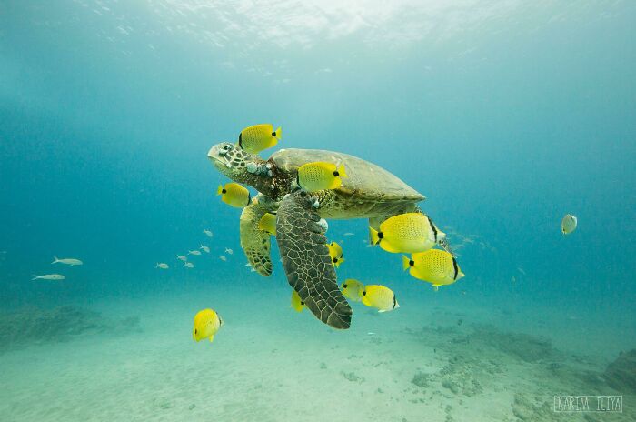 Hawaiian Green Sea Turtle And His Butterfly Fish Friends