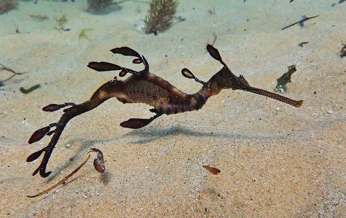 I've Been Honing My Skills Whilst Hanging Out With Local Weedy Seadragons