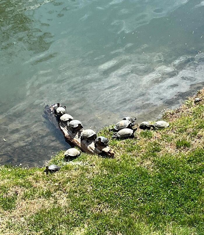 I Put A Log In The Pond Behind My House And I Think It Worked