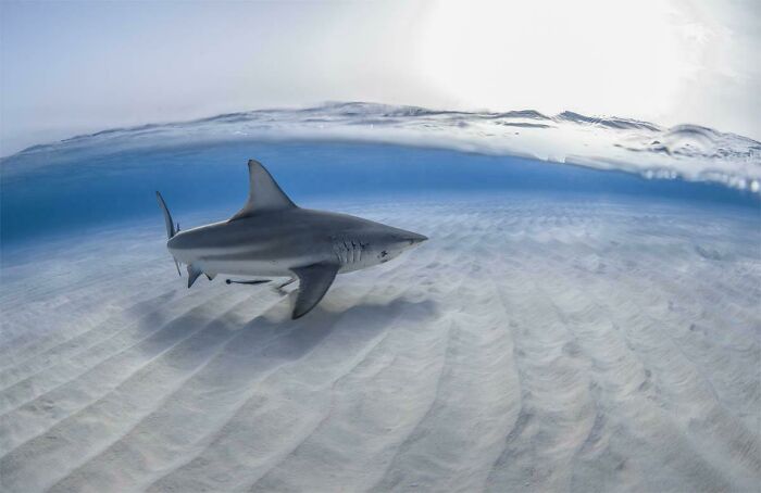 Canon 5d Mark4 8-15mm L Series Lens F4 1/125th Iso 160 Sea&sea Underwater Housing 8 Inch Acrylic Dome Port