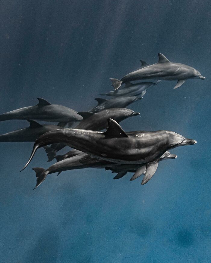 A Pod Of Bottlenose Dolphins