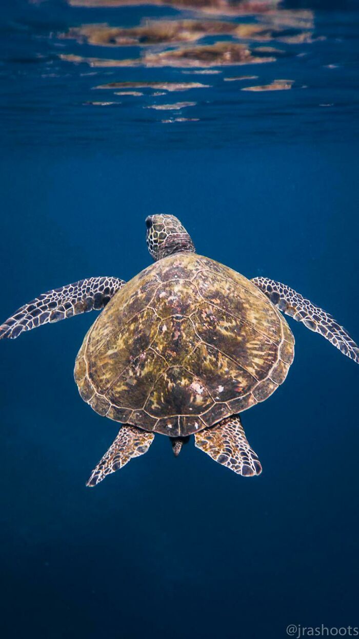 Turtles Tend To Calm Me Down... Oahu, Hi