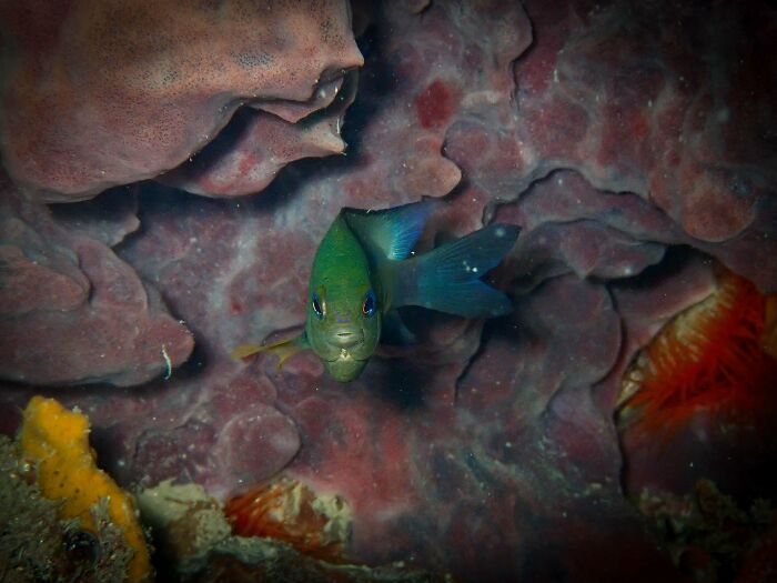 First Dive With Camera! Bocas Del Toro, Panama