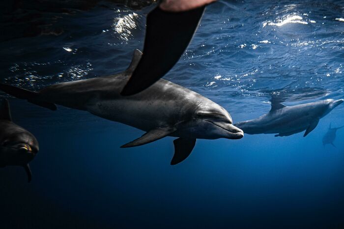 Up Close To A Pod Of Bottlenose Dolphins!