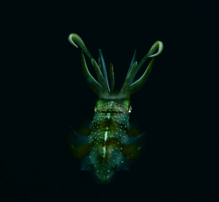 Glowing Green Squid
