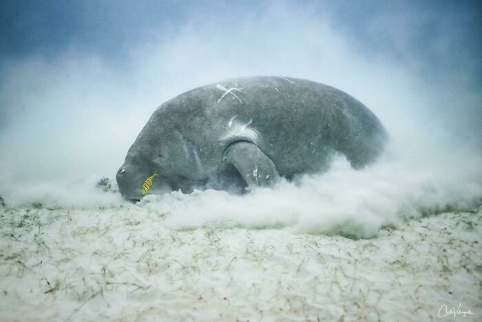 Dugong, Philippines