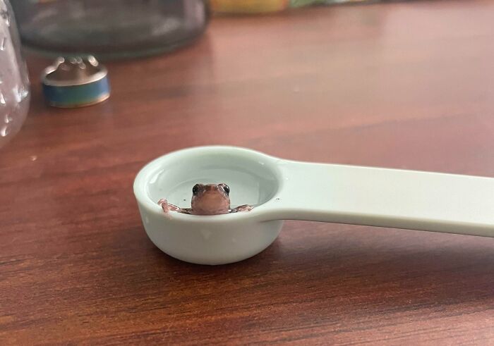 Found This Little Frog In My Apartment. He Was Dehydrated So I Got A Small Teaspoon And He Got Perfectly. After A Few Fruit Flies And Soaking Time He Was Ok And I Set It Free