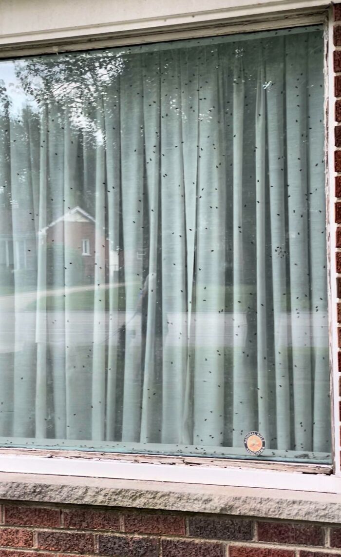 ¿Qué posibilidades hay de que la casa de mis vecinos tenga un cadáver?