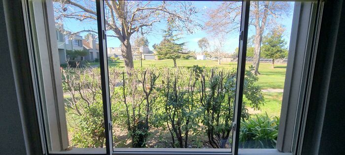 La asociación de propietarios cortó nuestros arbustos que nos proporcionaban privacidad a la mitad sin preguntar