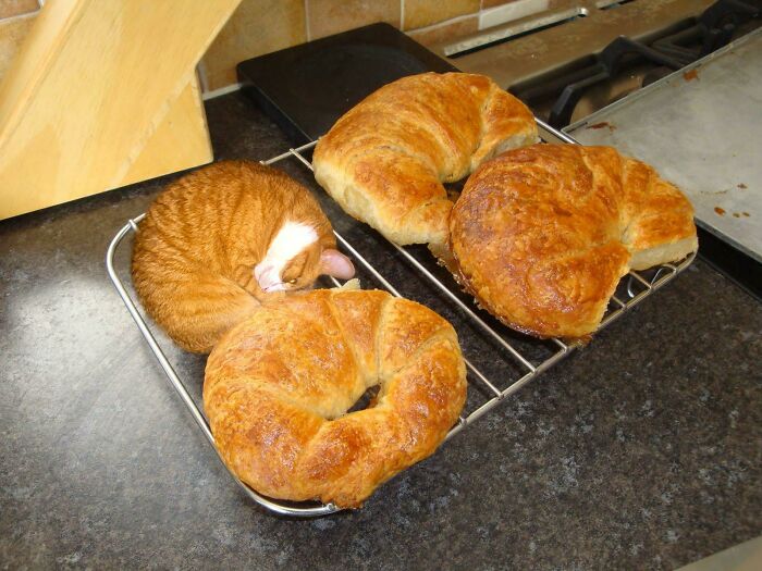 Who Seriously Puts Whipped Cream On A Croissant?
