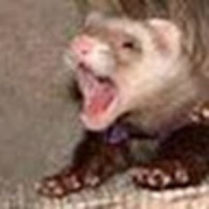 postalferretwithrum avatar