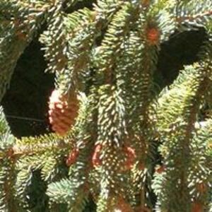 valerie_nichols avatar