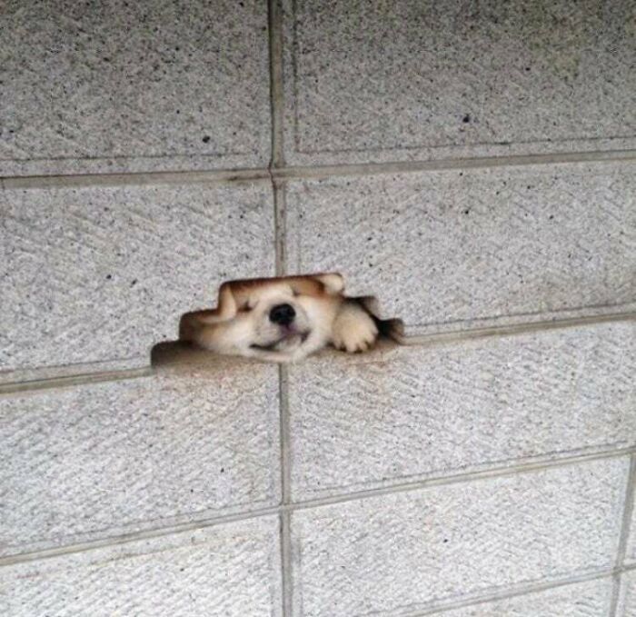 Secret Doggo Shop. Only Appears At Midnight In The City. Sells Legendary Items For Pure Gold