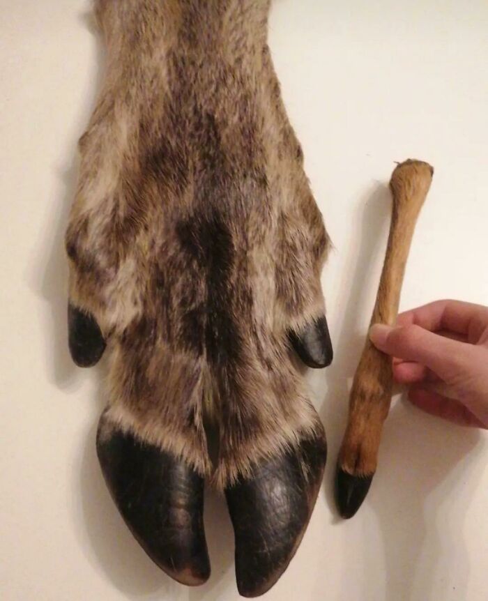 Moose's Paw Next To Roe Deer's Paw