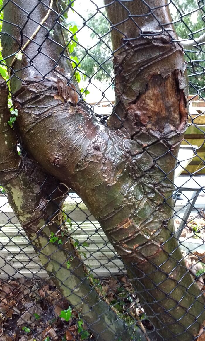 Scars On A Tree After Growing Through This Fence