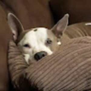 daniellee_wags avatar