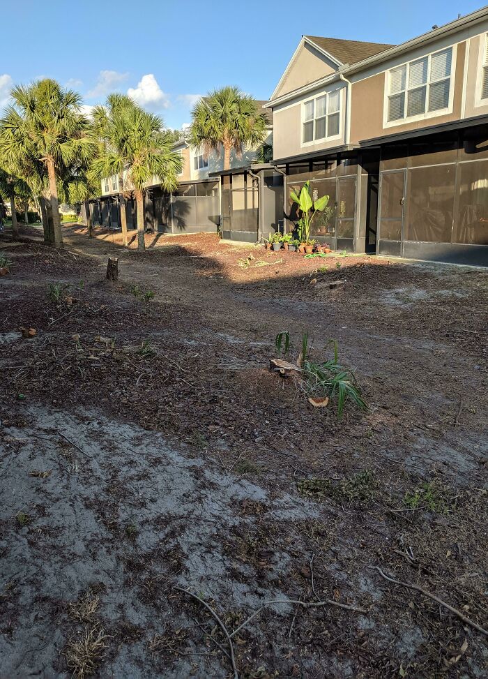 Nuestra asociación de propietarios destruyó ilegalmente el patio detrás de nuestra casa que contenía grandes arbustos de privacidad y cipreses protegidos