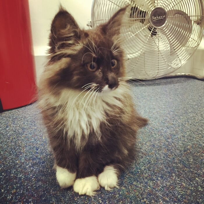 Conozcan a Freyja, mi gata bosque de Noruega