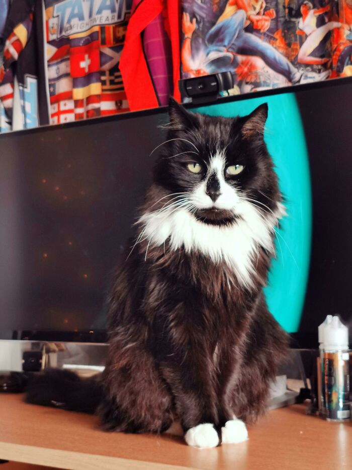 Nuestro gato bosque de Noruega de casi 17 años, lo queremos mucho