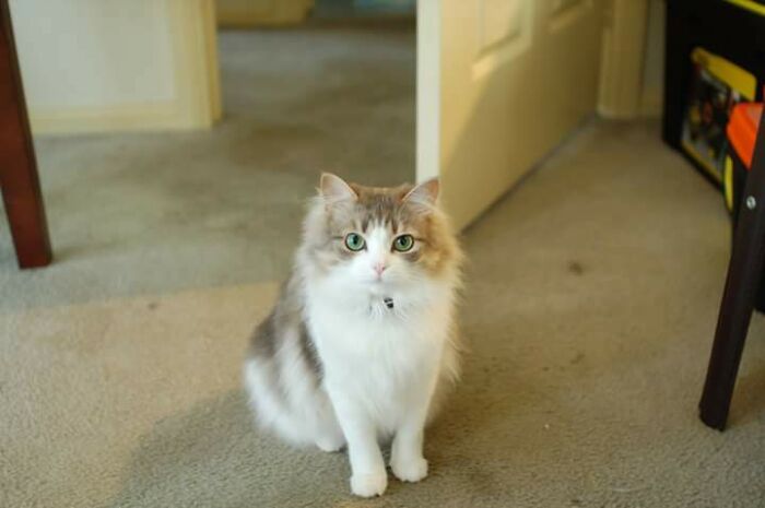 Mi gato bosque de Noruega que tiene una mutación genética que le provocó enanismo. Es el gato más amoroso y cariñoso que he conocido