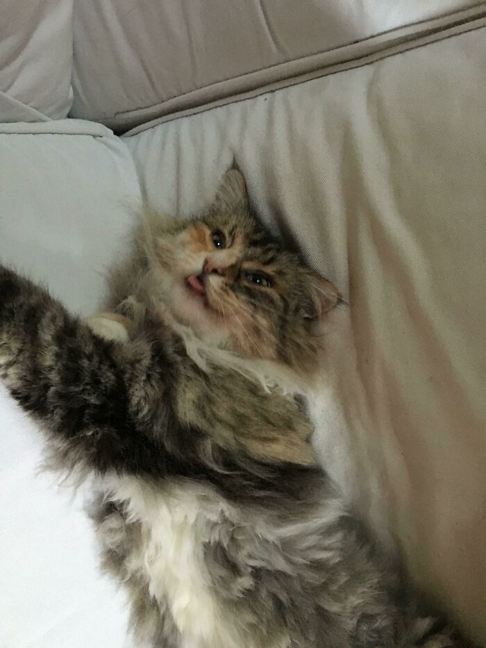 Norwegian Forest Blep
