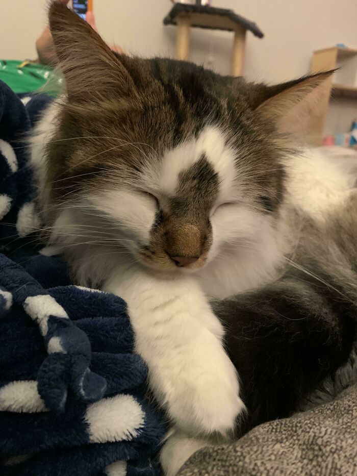 This Is Thor. He Is My Precious Norwegian Forest Cat. We Love Him So Much And I Thought You Could All Benefit From His Cuteness Today!