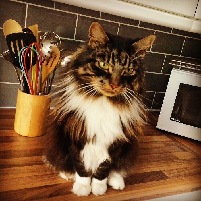 Meet Jay... The Norwegian Forest Cat