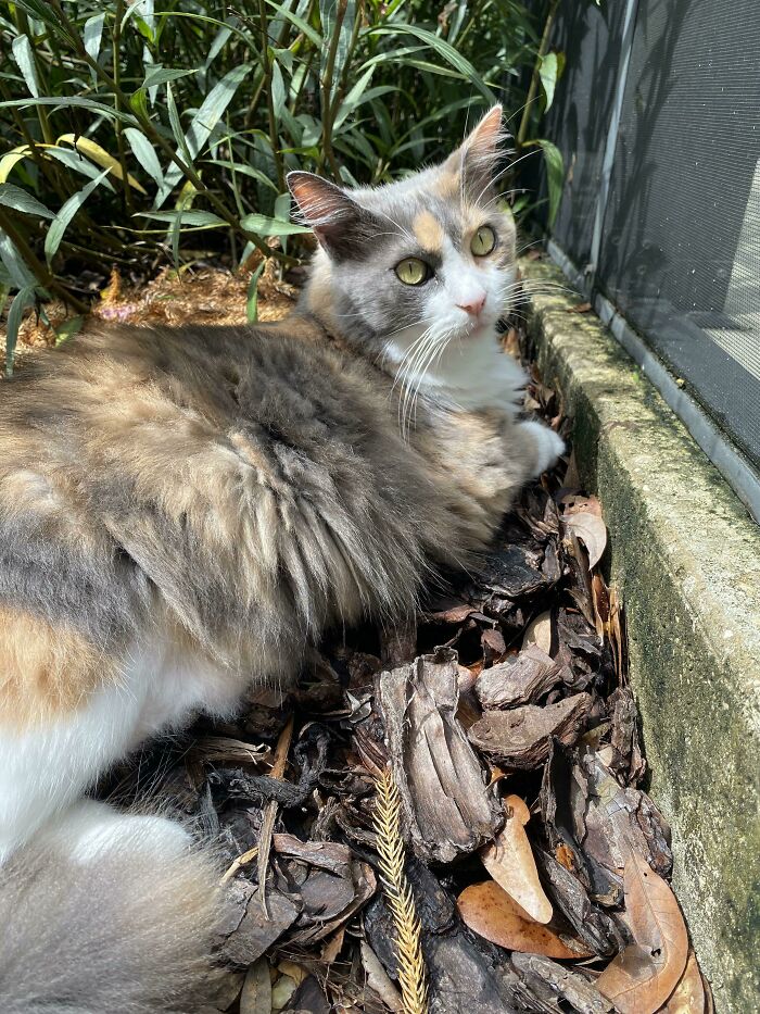 My Norwegian Cat Somehow Isn’t Dying In The Florida Heat