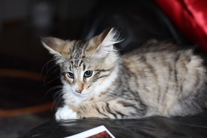 My New Norwegian Forest Kitten