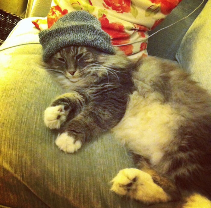 A Very Chill, Very Floofy Norwegian Forest Cat