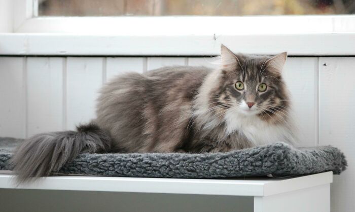 Me Being The Male Equivalent Of A Crazy Cat Lady I Had To Post My Firstborn Here; Melissa, A 2year, 13lb Norwegian Forest Cat