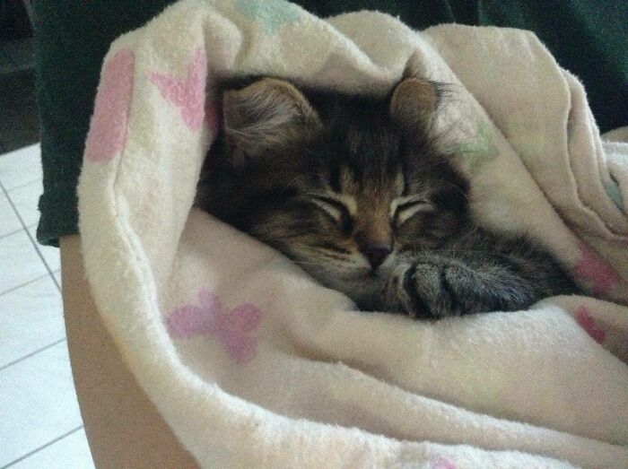 My Mum Finally Got The Cat Of Her Dreams - A Norwegian Forest Cat! Meet Bambi!