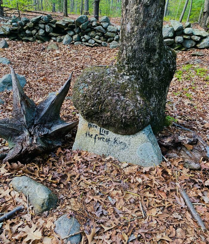 Trees Get Hangry Too