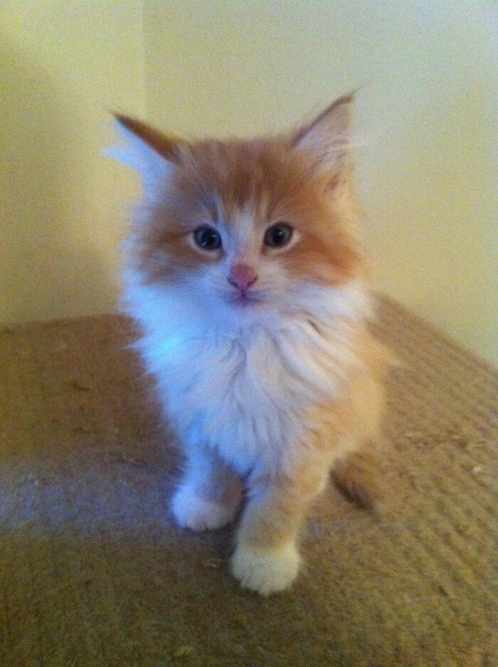 My Norwegian Forest Cat, Chester!