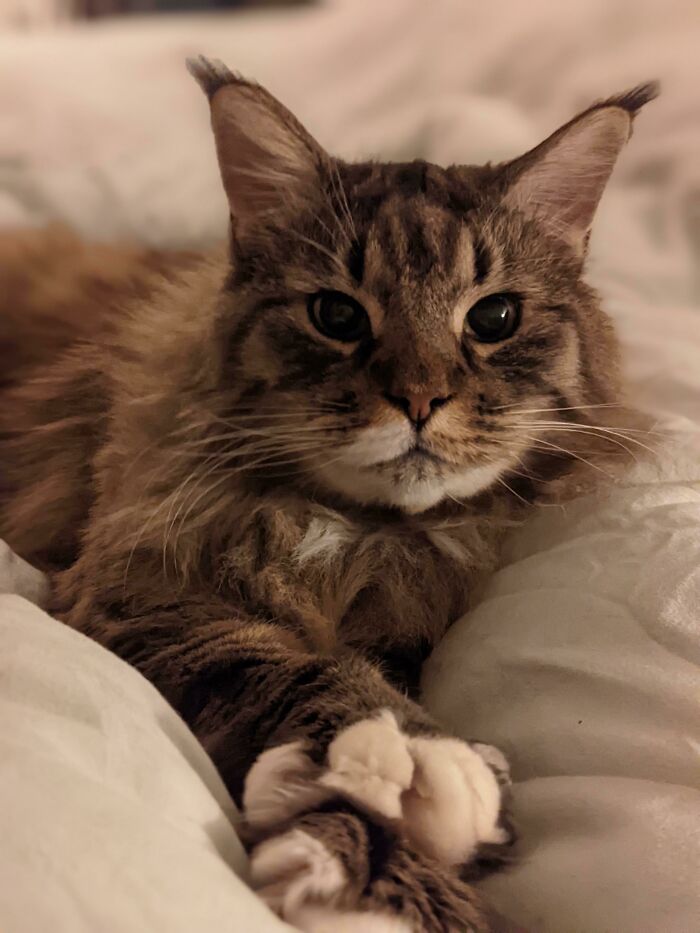 This Is Fatty, He's An 11 Year Old Norwegian Forest Cat Who Loves Cuddling!