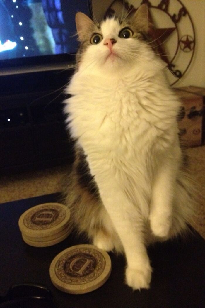 But Meet Phillie The Norwegian Forest Cat