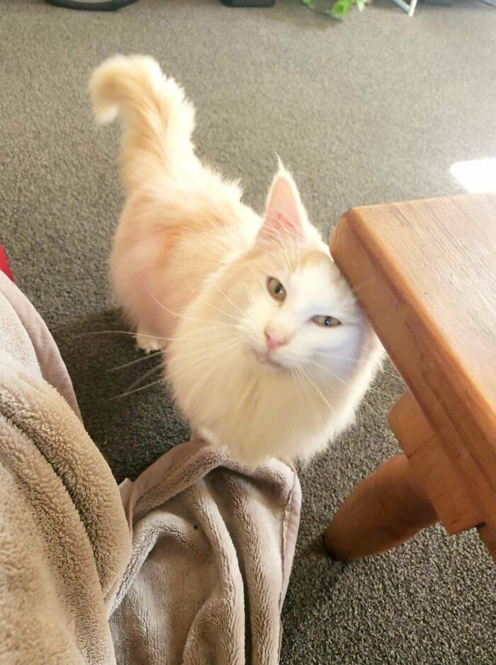 This Is Our Cutie. He Is A Norwegian Forest Cat, And He Is The Most Relaxed And Adaptable Cat We Have Ever Had