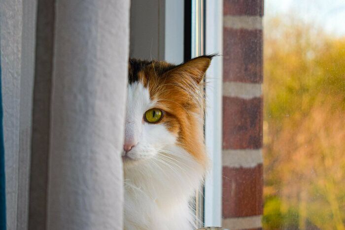 My Darling Älva. She's A Norwegian Forest Cat And The Light Of My Life
