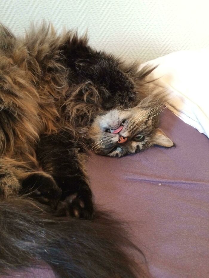 Upside Down Norwegian Forest Cat Blep