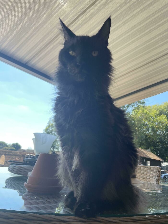 My 16 Year Old Norwegian Forest Cat Nikolai