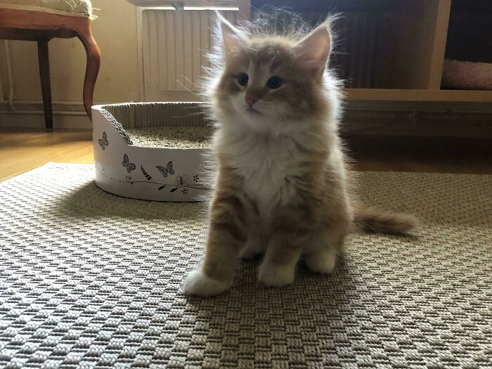 Meet Aslan, He’s Only 7 Weeks Old Right Now But I Just Got Off The Phone With The Breeder Who Said We Could Buy Him! So Excited!